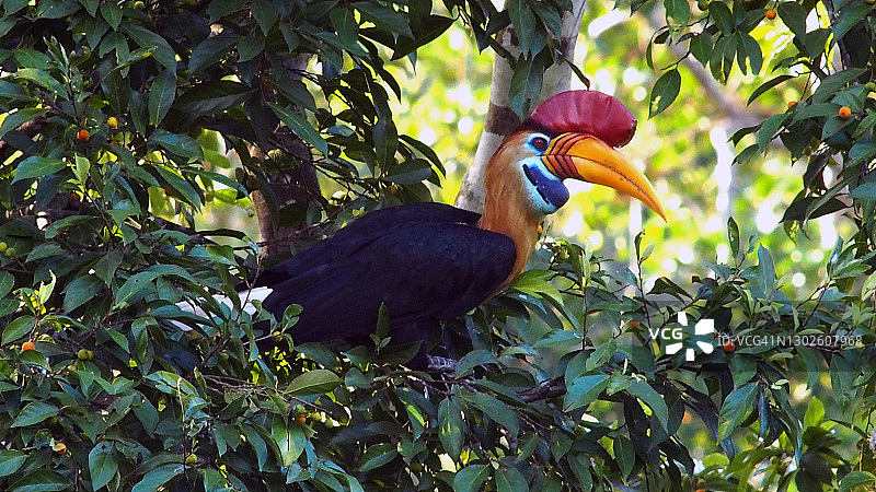 瘤犀鸟图片素材