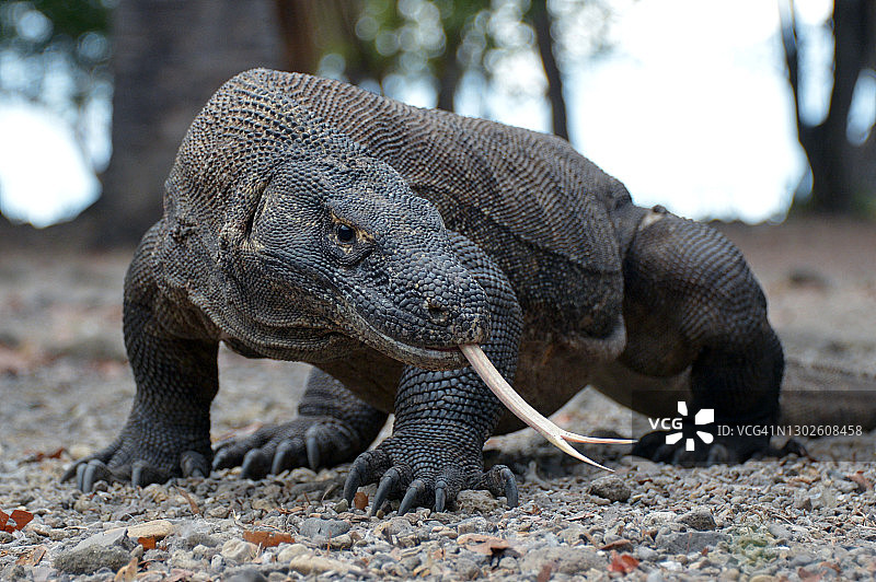 科莫多巨蜥图片素材