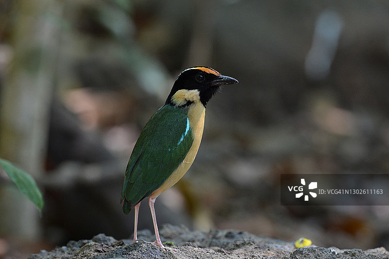 优雅的八色鸫图片素材