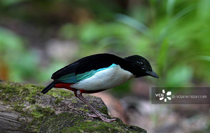 优雅的八色鸫图片素材