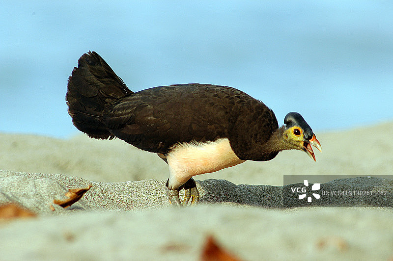 苏拉威西冢雉图片素材