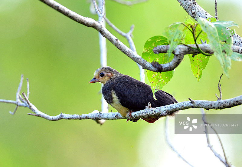 苏拉威西冢雉图片素材