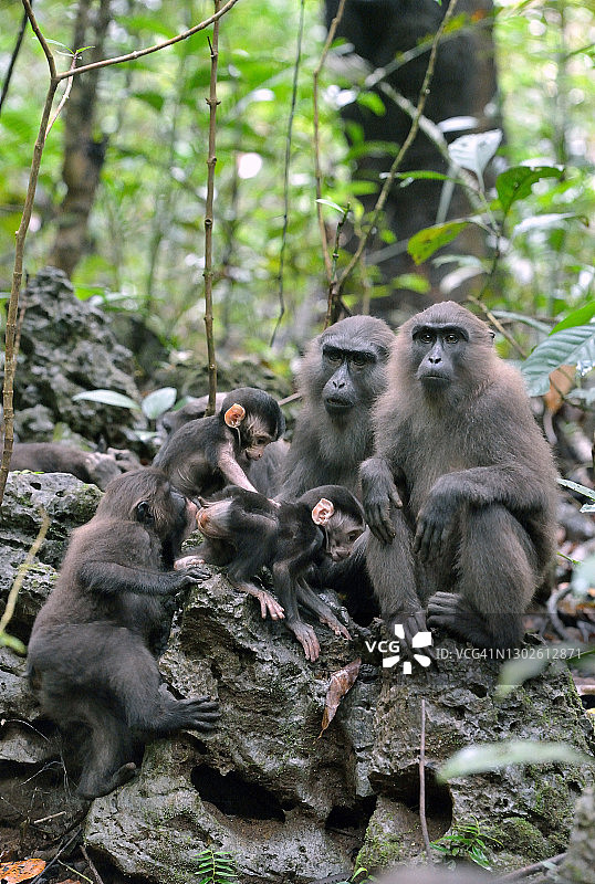 黑冠猕猴图片素材