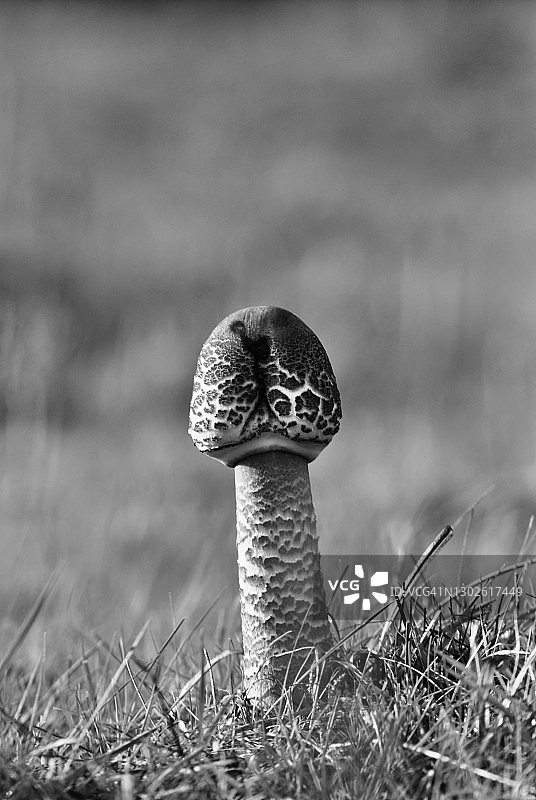 未开伞的蘑菇图片素材
