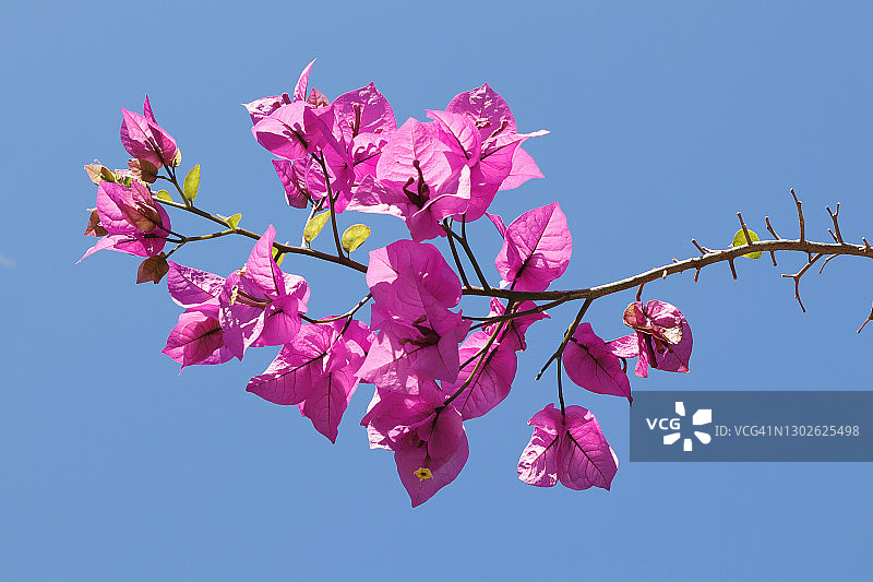 阳光下的三角梅花朵图片素材