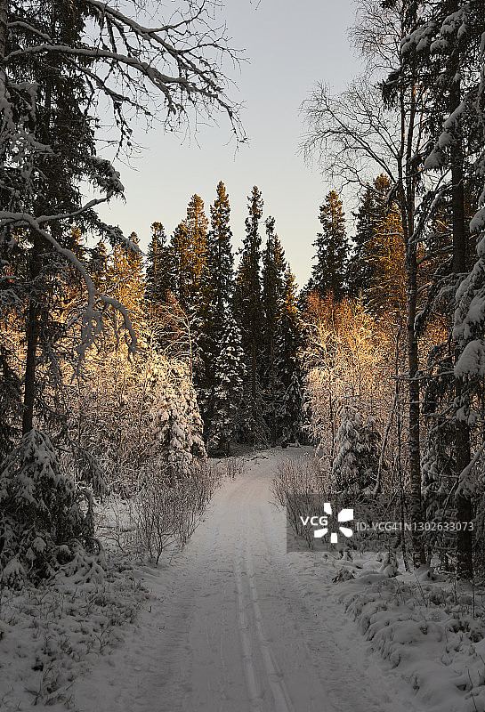 雪林中的冬季仙境小路图片素材