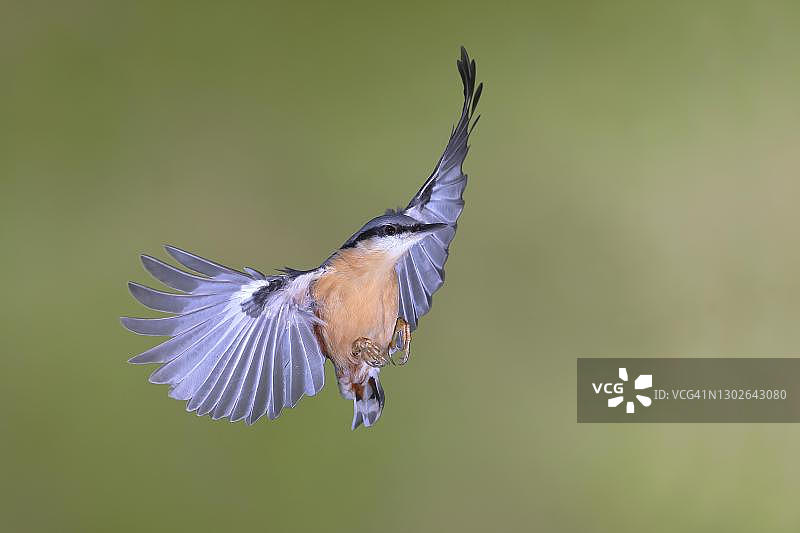 欧亚鳾飞翔图片素材