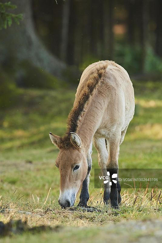 德国巴伐利亚森林国家公园圈养的普氏野马图片素材