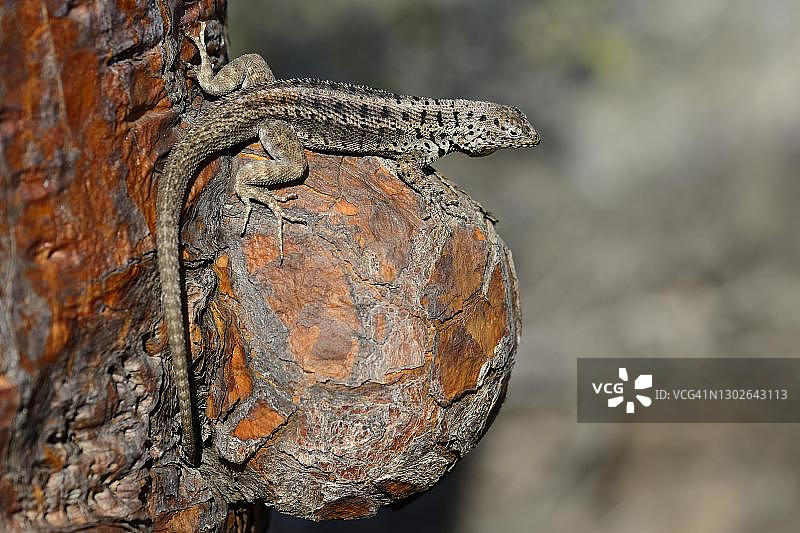 加拉帕戈斯群岛仙人掌上的熔岩蜥蜴，圣塔菲岛，厄瓜多尔图片素材