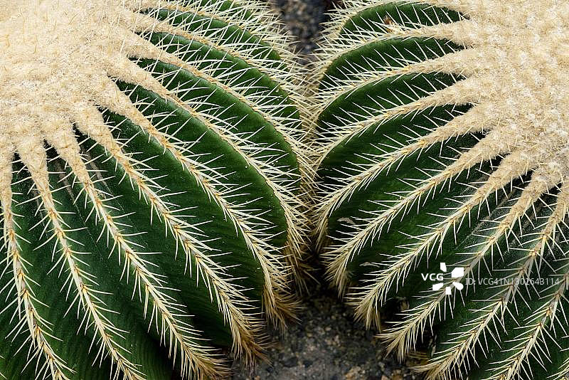 柏林植物园金琥仙人掌特写图片素材