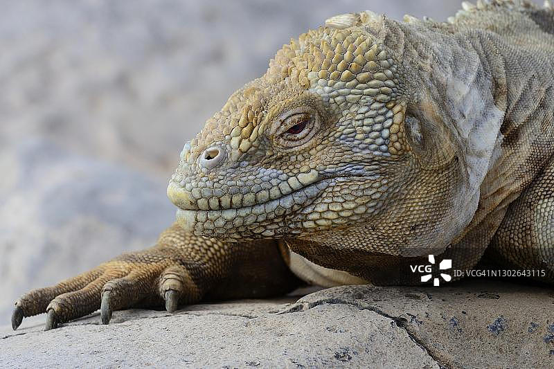 达尔文地雀或加拉帕戈斯陆鬣蜥，肖像，圣达菲岛，加拉帕戈斯群岛，厄瓜多尔图片素材