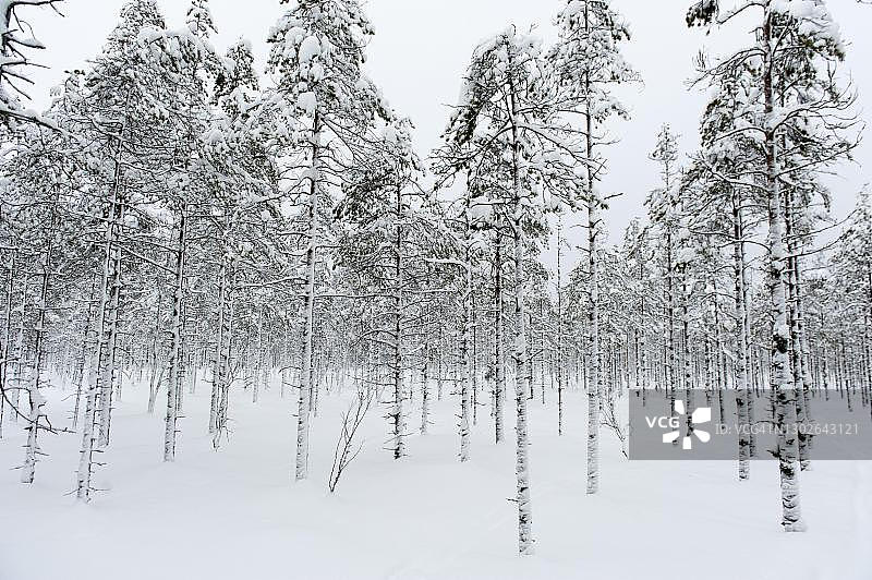 芬兰 Metsaekartano 库奥皮奥附近的雪景树木图片素材