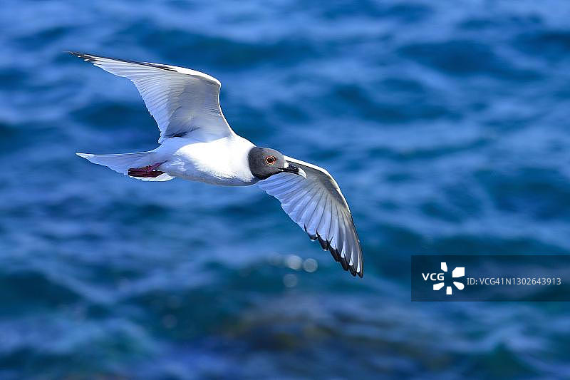 飞行中的燕尾鸥，南广场岛，加拉帕戈斯群岛，厄瓜多尔图片素材