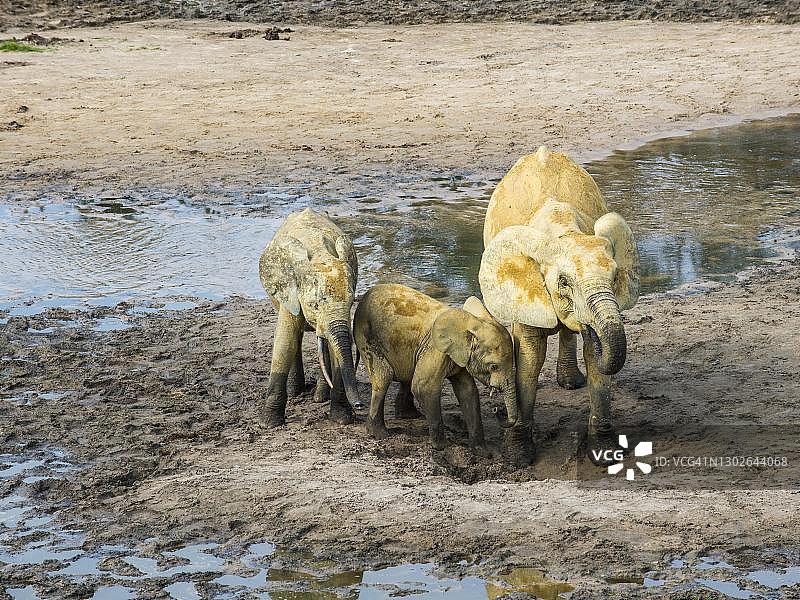非洲森林象(学名:Loxodonta cyclotis),位于中非共和国Dzanga-Sangha特别保护区图片素材