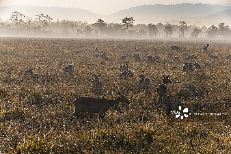 印度Assam邦卡齐兰加国家公园大量印度豚鹿图片素材