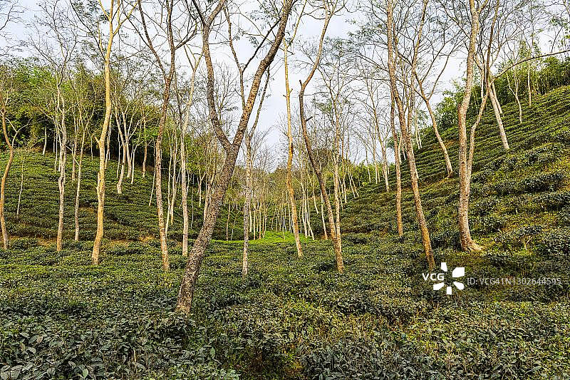 孟加拉国斯里马加尔茶园的茶树图片素材