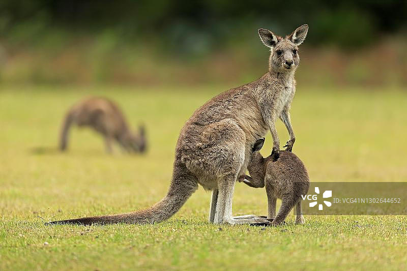 东部灰袋鼠(Macropus giganteus),成年雌性,幼年,在草地上看育儿袋,新南威尔士州马洛尼海滩图片素材
