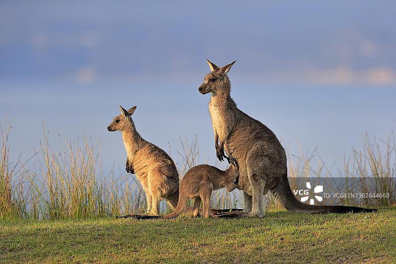 东部灰袋鼠(Macropus giganteus),成年雌性,幼年,在草地上看育儿袋,新南威尔士州马洛尼海滩图片素材