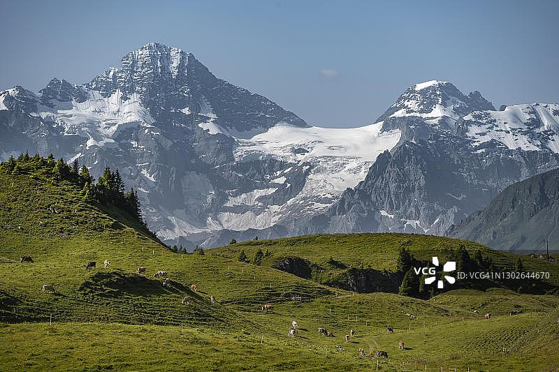 在瑞士施尼格观景台的山地牧场上,以布赖特峰和青格尔峰为背景的少女峰地区,格林德瓦,伯恩州,奶牛图片素材