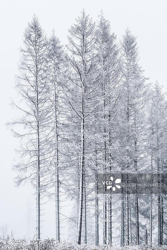 德国下萨克森州圣安德烈亚斯贝格附近哈茨山脉的雾雪云杉林图片素材