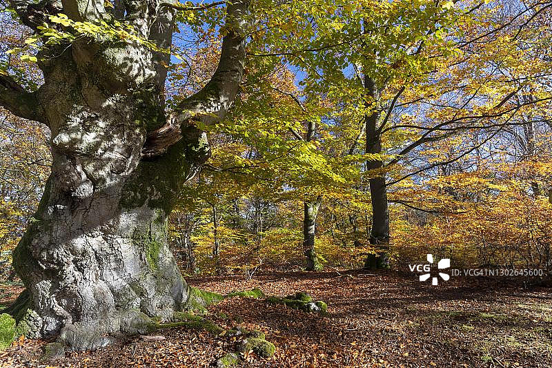 德国黑森州哈洛赫森林中的秋季欧洲铜山毛榉图片素材