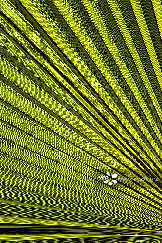 裙棕或华盛顿棕榈叶图片素材