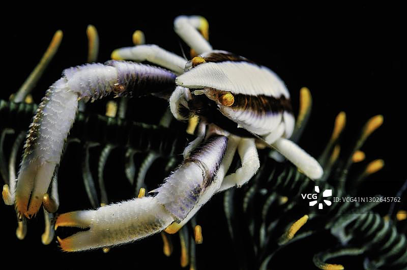 海百合跳虾，印度尼西亚巴厘岛图兰奔图片素材