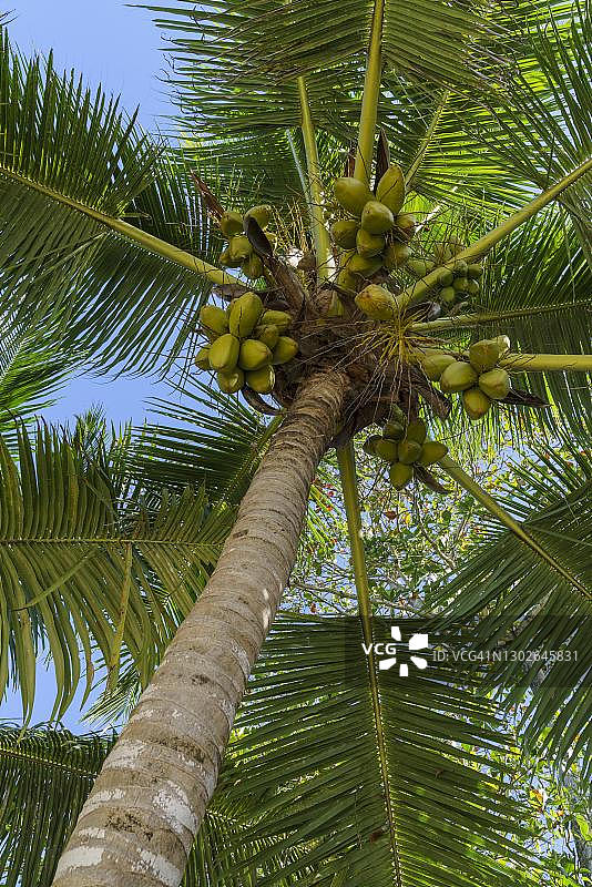 椰子树，拉迪格岛，塞舌尔图片素材