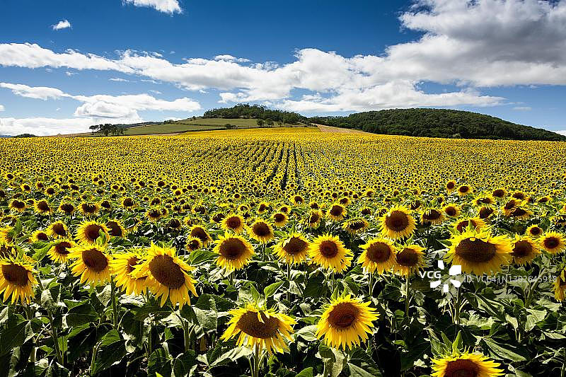 向日葵田（向日葵），利马涅平原，多姆山省，奥弗涅-罗讷-阿尔卑斯，法国图片素材
