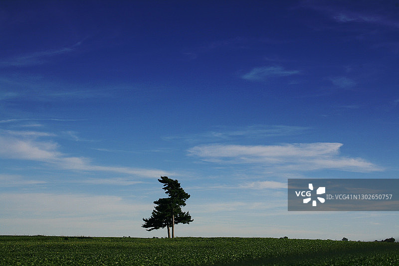 田野中的树图片素材