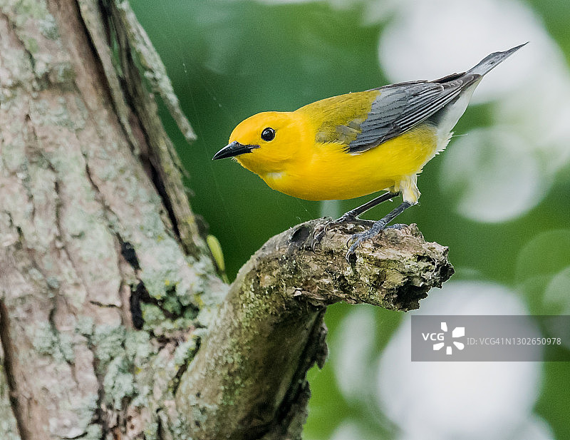 白喉林莺图片素材