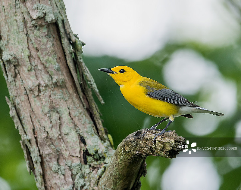 白喉林莺图片素材