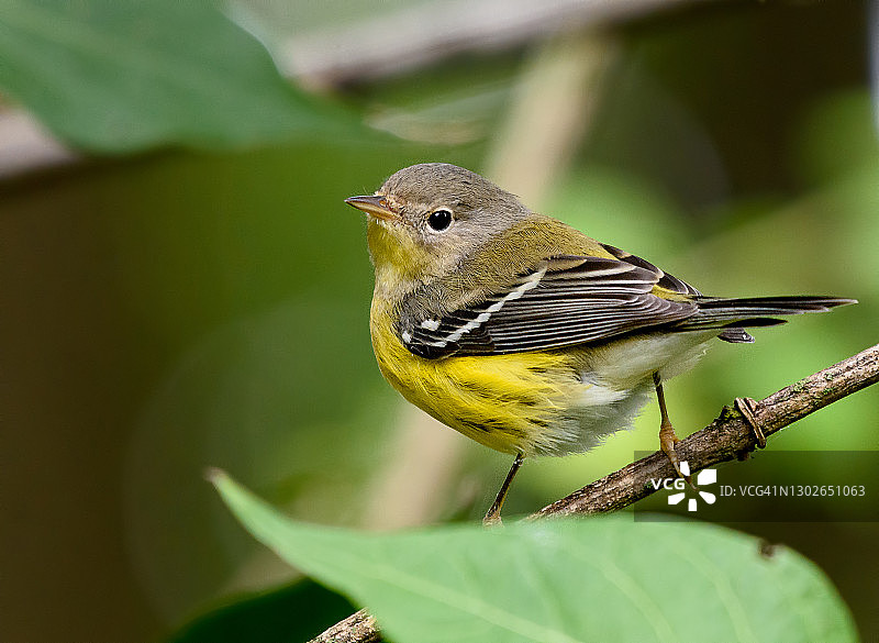 玉兰莺图片素材