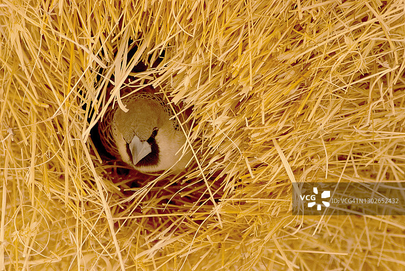 躲猫猫图片素材