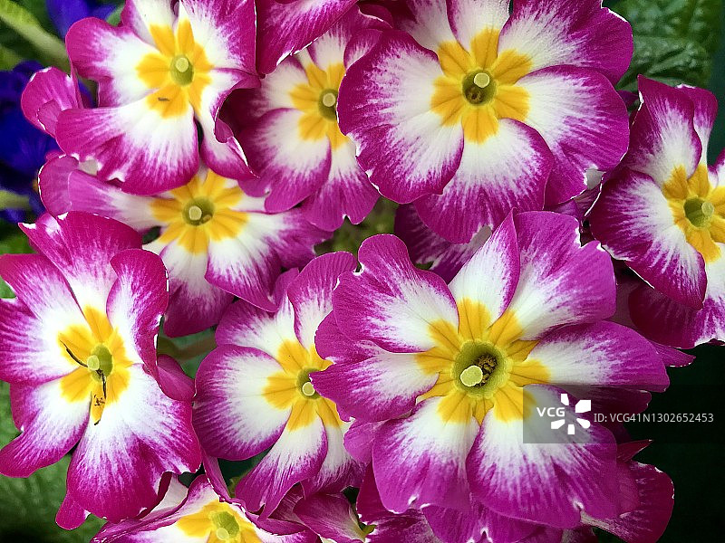 特写报春花图片素材