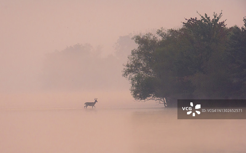 日出前白尾鹿横穿湖面图片素材
