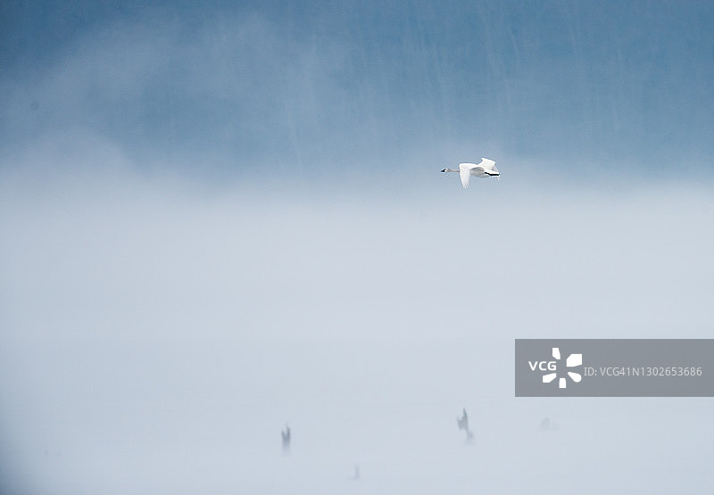 雾气笼罩的湖面上飞翔的苔原天鹅图片素材