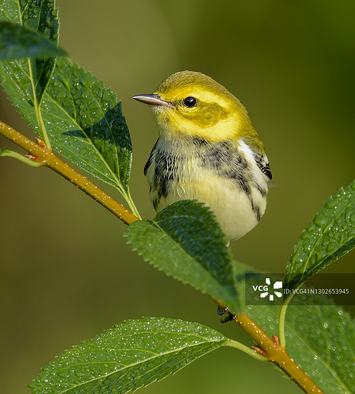 黑喉绿莺图片素材