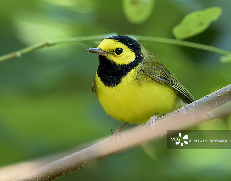 带帽莺图片素材