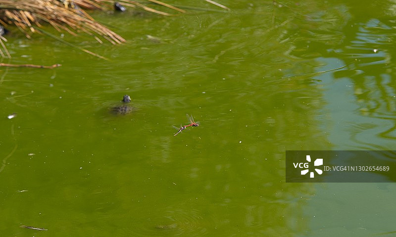 昆虫：湖面上飞舞的蚊子与游泳的小海龟图片素材