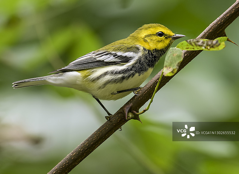 黑喉绿莺图片素材