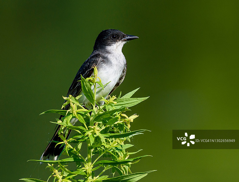 王霸鹟图片素材
