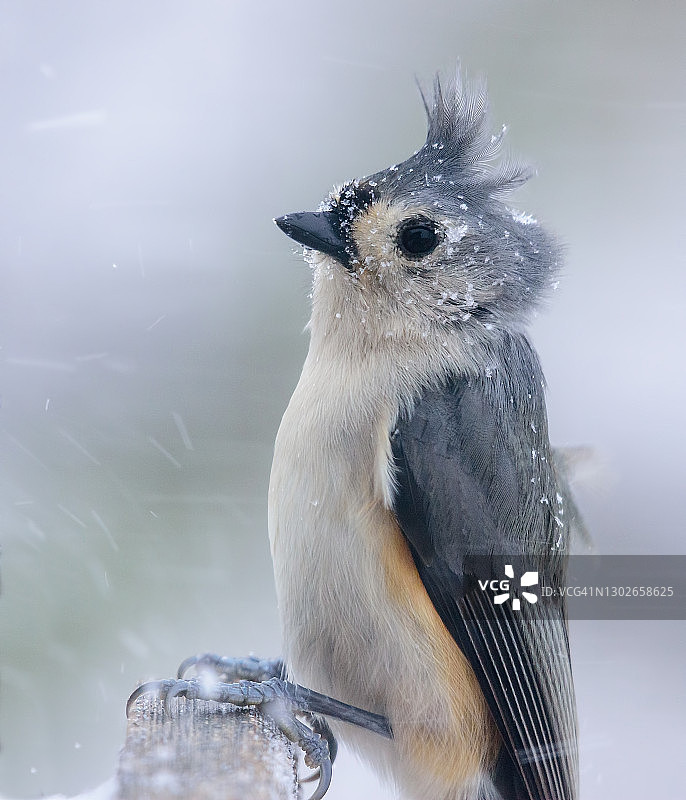 雪中的簇生山雀图片素材