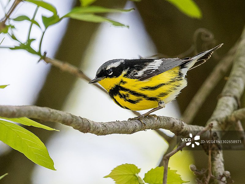 玉兰莺图片素材