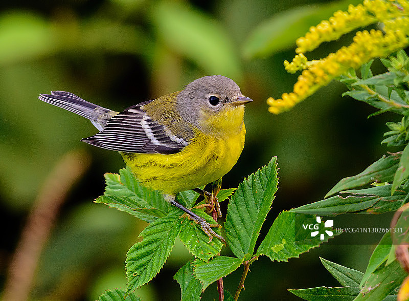 雌性玉兰莺图片素材