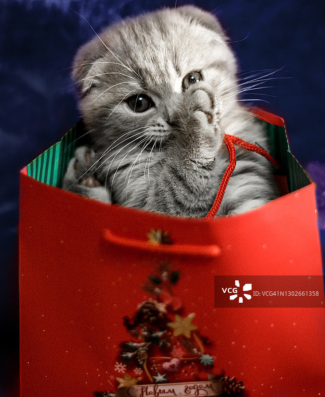 圣诞盒子里的可爱小猫图片素材