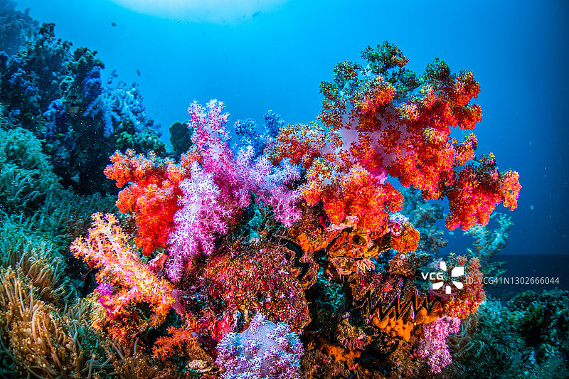 软珊瑚和海绵图片素材