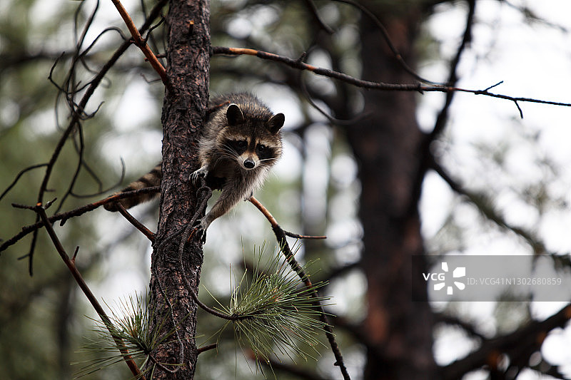 亚利桑那州贝里佐纳旅游目的地图片素材