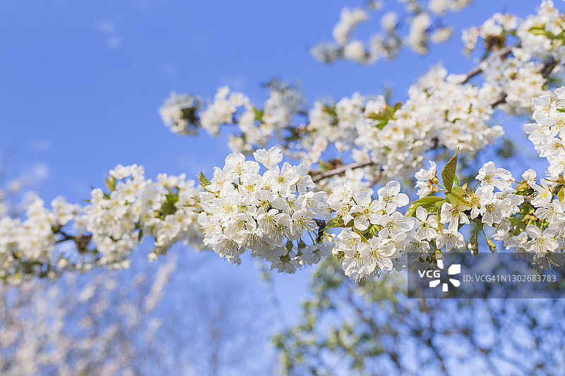 梨树花开图片素材