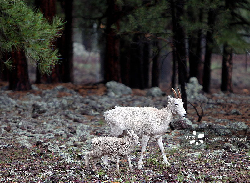 亚利桑那州贝里佐纳旅游目的地图片素材